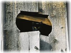 Stare kmečke kašče